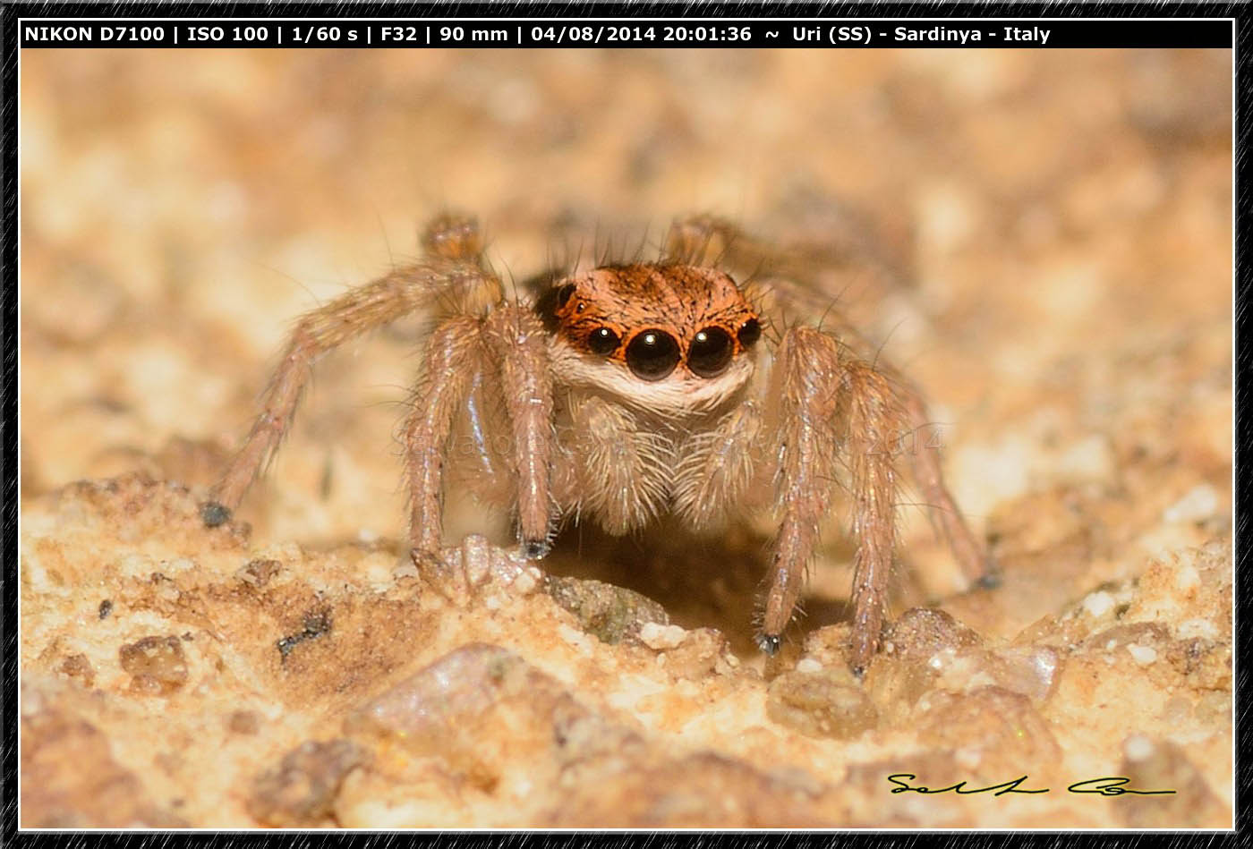 Phlegra bresnieri (Lucas, 1846)